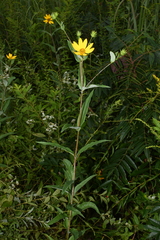 Helianthus eggertii