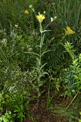 Helianthus eggertii