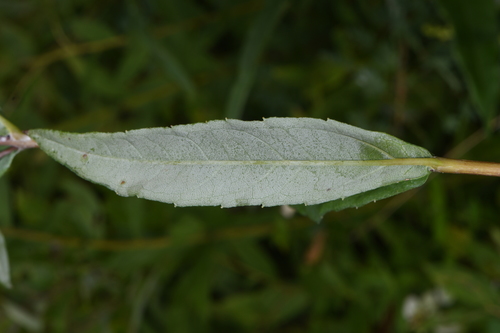 Image of Helianthus eggertii by (c) Brian Finzel, some rights reserved (CC BY-SA)