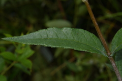 Helianthus eggertii