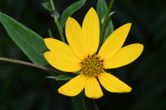 Helianthus eggertii