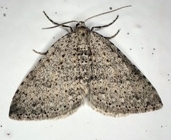 Colostygia multistrigaria