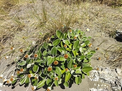 Pachystegia insignis