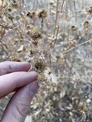 Grindelia subalpina