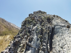 Pachystegia insignis