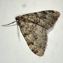 Nebula ibericata