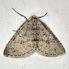 Colostygia multistrigaria