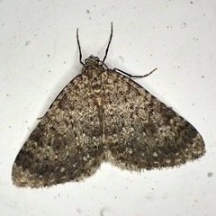 Colostygia multistrigaria