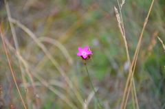 Dianthus pontederae