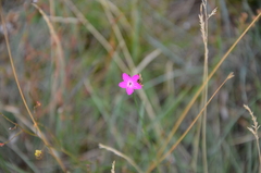 Dianthus pontederae