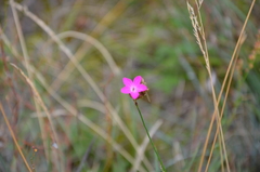 Dianthus pontederae