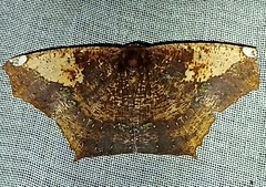 Paragonia cruraria