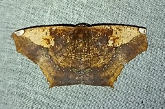 Paragonia cruraria