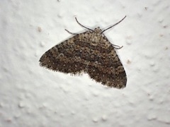 Colostygia multistrigaria