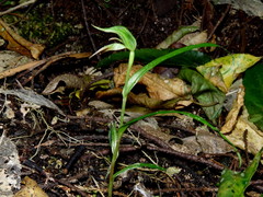 Pterostylis porrecta