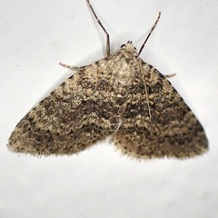 Colostygia multistrigaria