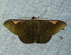 Sphacelodes vulneraria