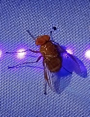 Ormia brevicornis