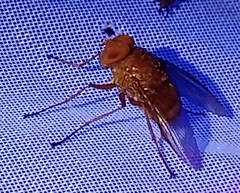 Ormia brevicornis
