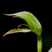 Pterostylis porrecta - Photo (c) harrylurling, some rights reserved (CC BY-NC), uploaded by harrylurling