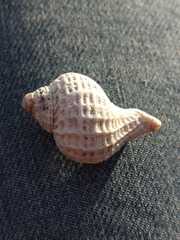 Trophon geversianus