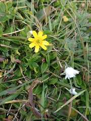 Ranunculus peduncularis