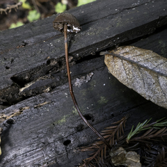 Paragymnopus sequoiae
