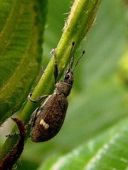 Mimographus