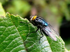 Sarconesiopsis magellanica