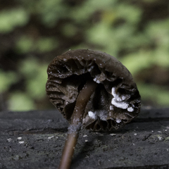 Paragymnopus sequoiae