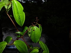 Miconia sarmentosa