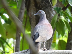 Nesoenas picturatus