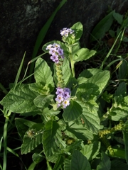 Heliotropium nicotianifolium