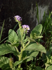 Heliotropium nicotianifolium