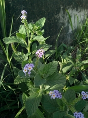 Heliotropium nicotianifolium