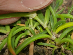 Spergularia tasmanica