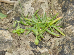 Spergularia tasmanica