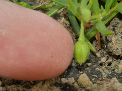 Spergularia tasmanica