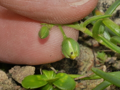 Spergularia tasmanica