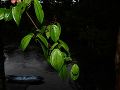 Miconia sarmentosa