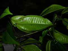 Miconia sarmentosa