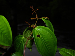 Miconia sarmentosa