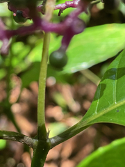 Palicourea acuminata