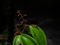 Miconia sarmentosa