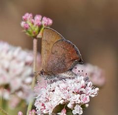Callophrys augustinus iroides