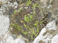 Crassula mataikona