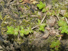 Crassula mataikona