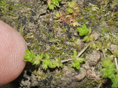 Crassula mataikona