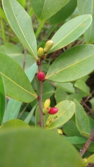 Erythroxylum campestre