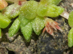 Crassula mataikona